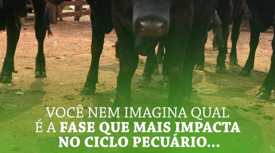 a_fase_que_mais_impacta_no_ciclo_01